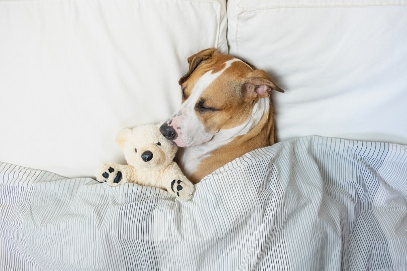 Sleepiest deals dog breeds