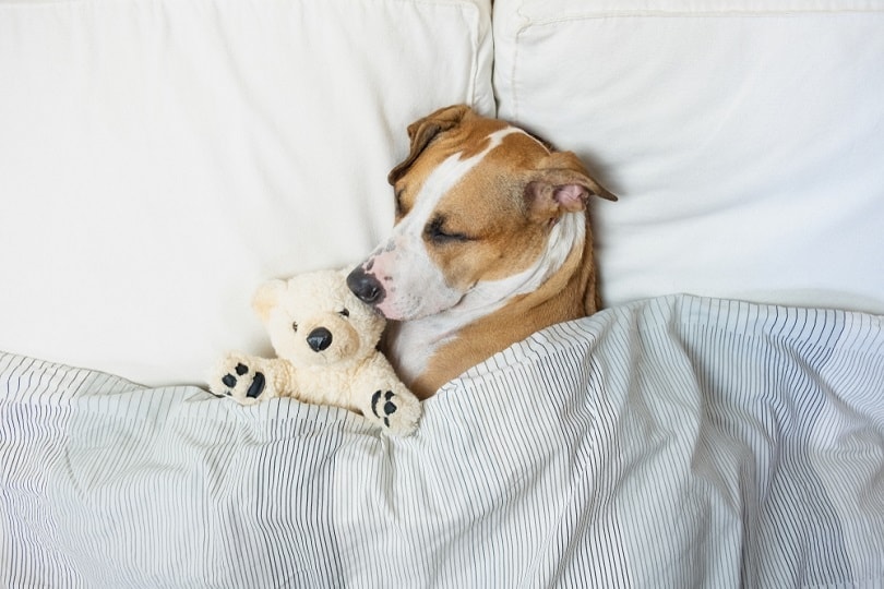 dog sleeping in bed