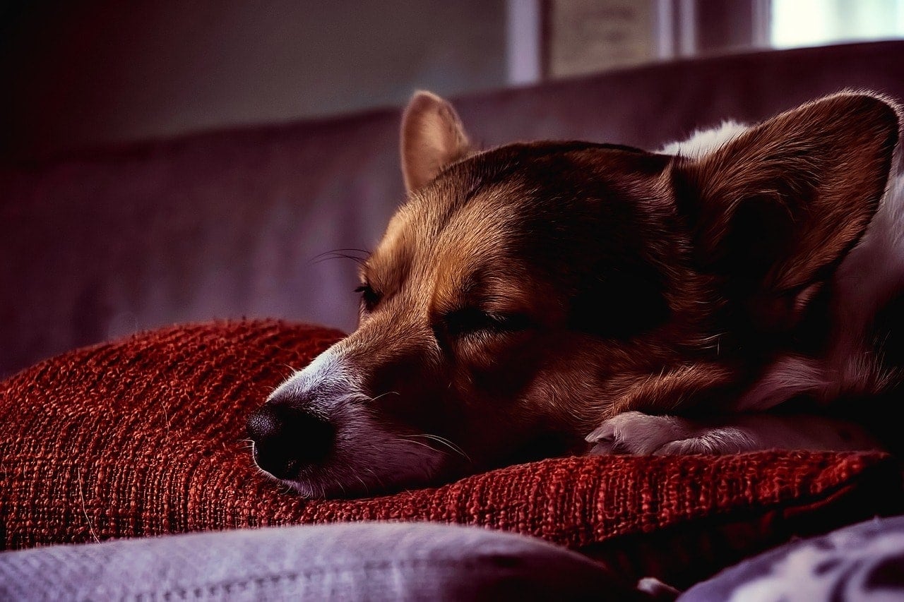 dog sleeping in the sofa