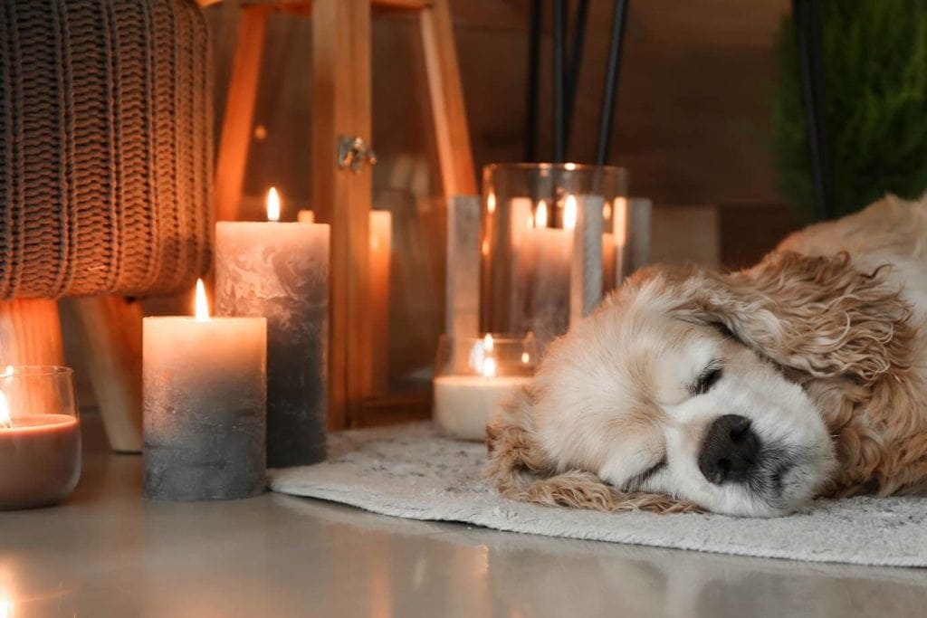 dog sleeping near burning candles