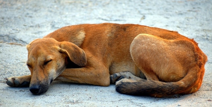 dog sleeping on street