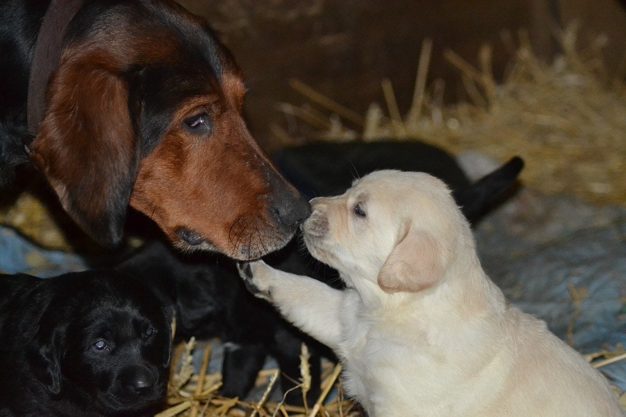 dog smelling puppy