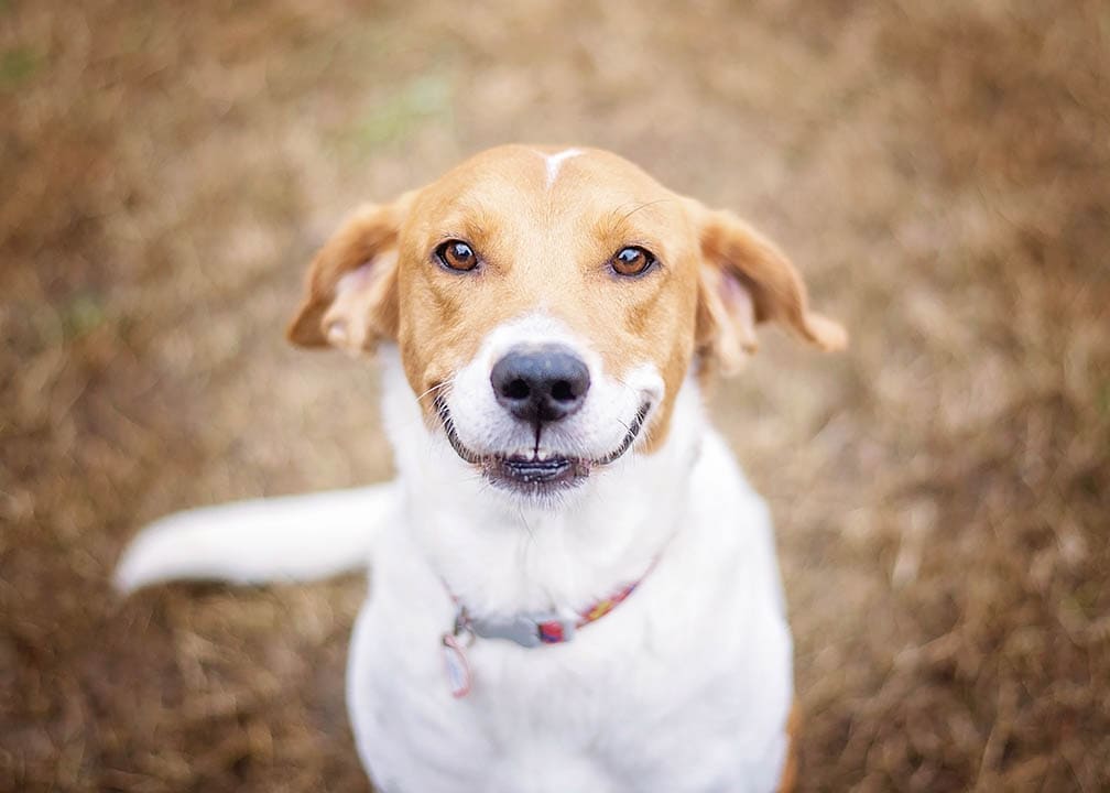 dog smiling