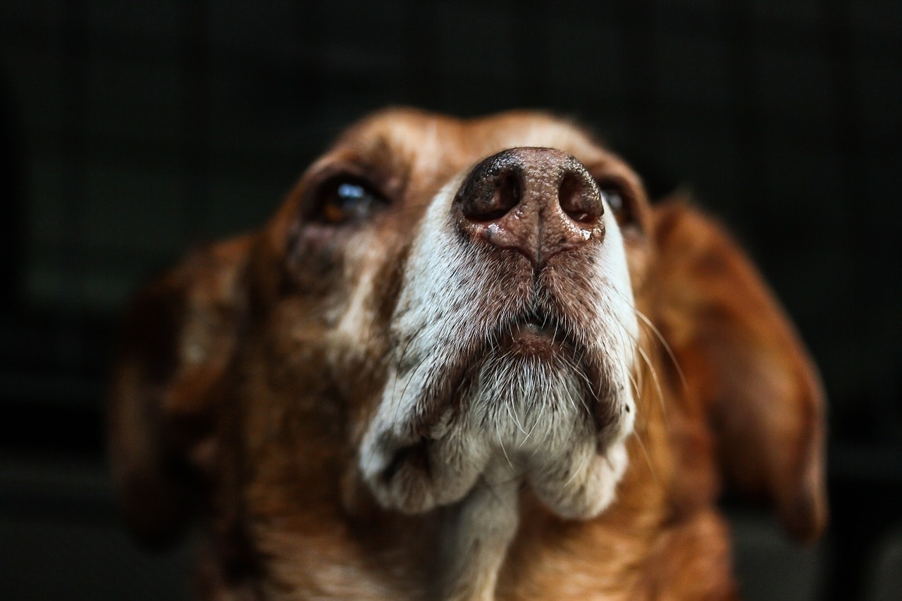 dog snout close up