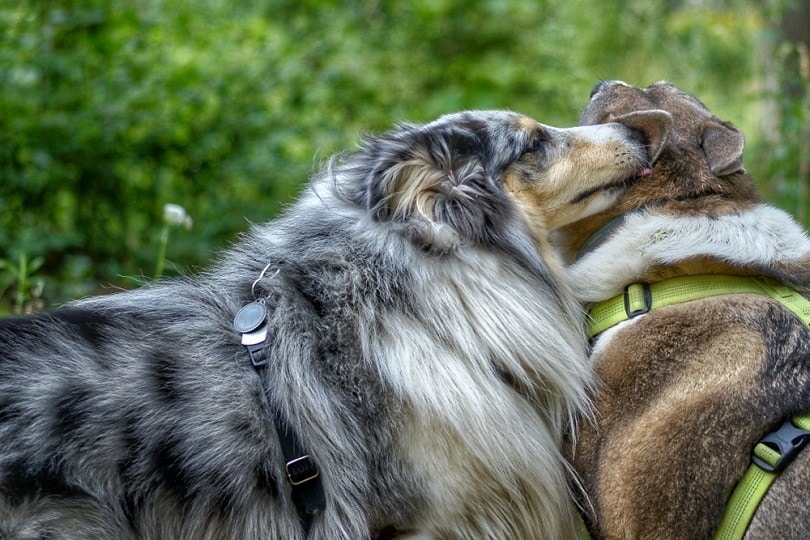 dog softly kissing the ear of the other dog