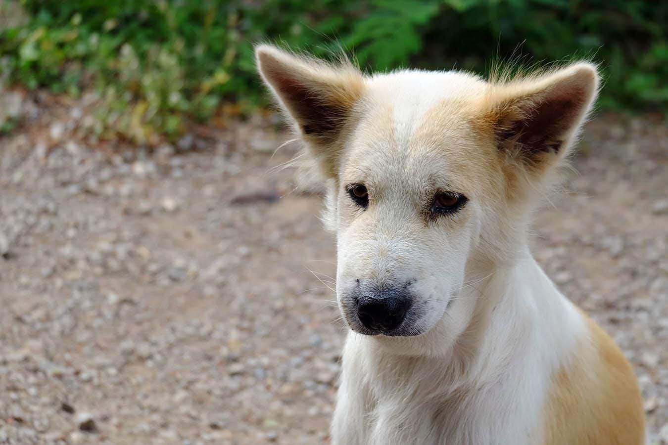 dog stung by bee