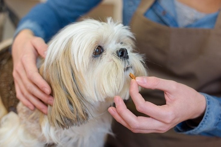 dog taking vitamins