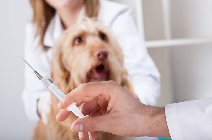 dog vet injection