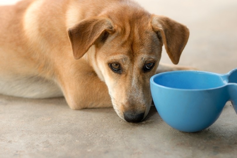 dog waiting for food