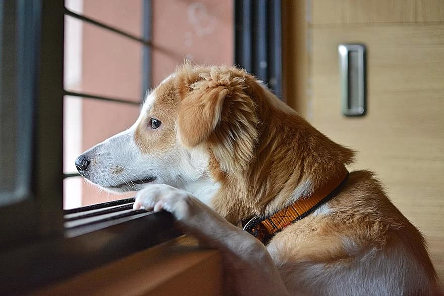dog waiting on the window