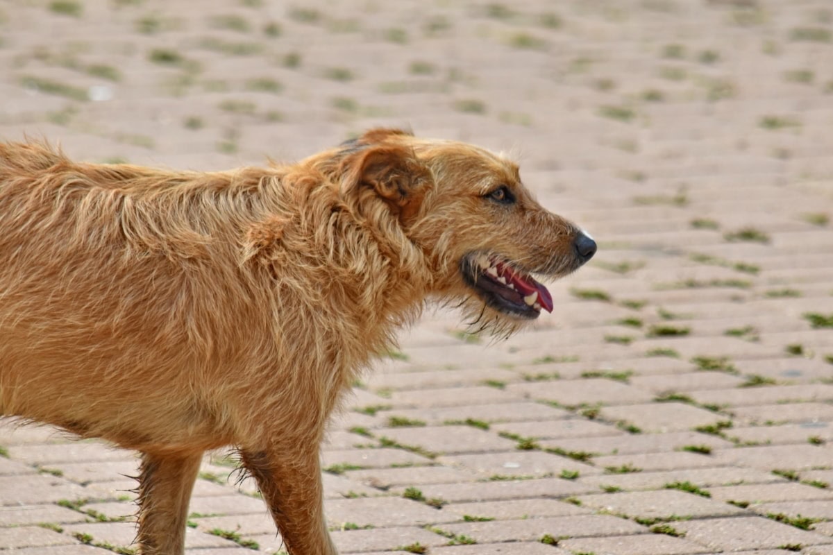 dog walking in the stone pavement