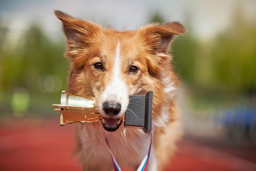 100 Celebrity Dog Names Ideas For Lavish Luxurious Dogs Hepper 100 Celebrity Dog Names Ideas For Lavish Luxurious Dogs Hepper
