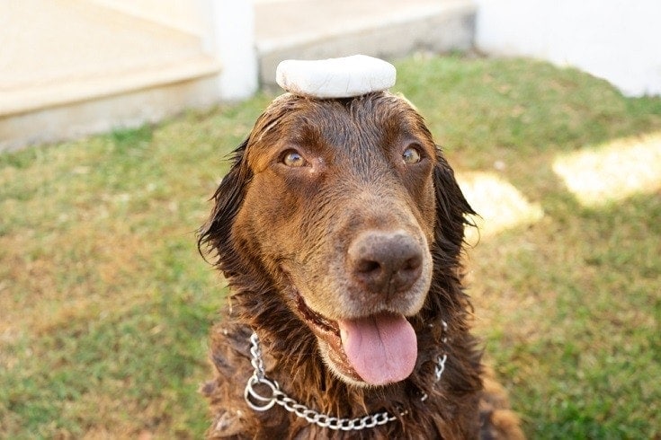 dog with bar of soap