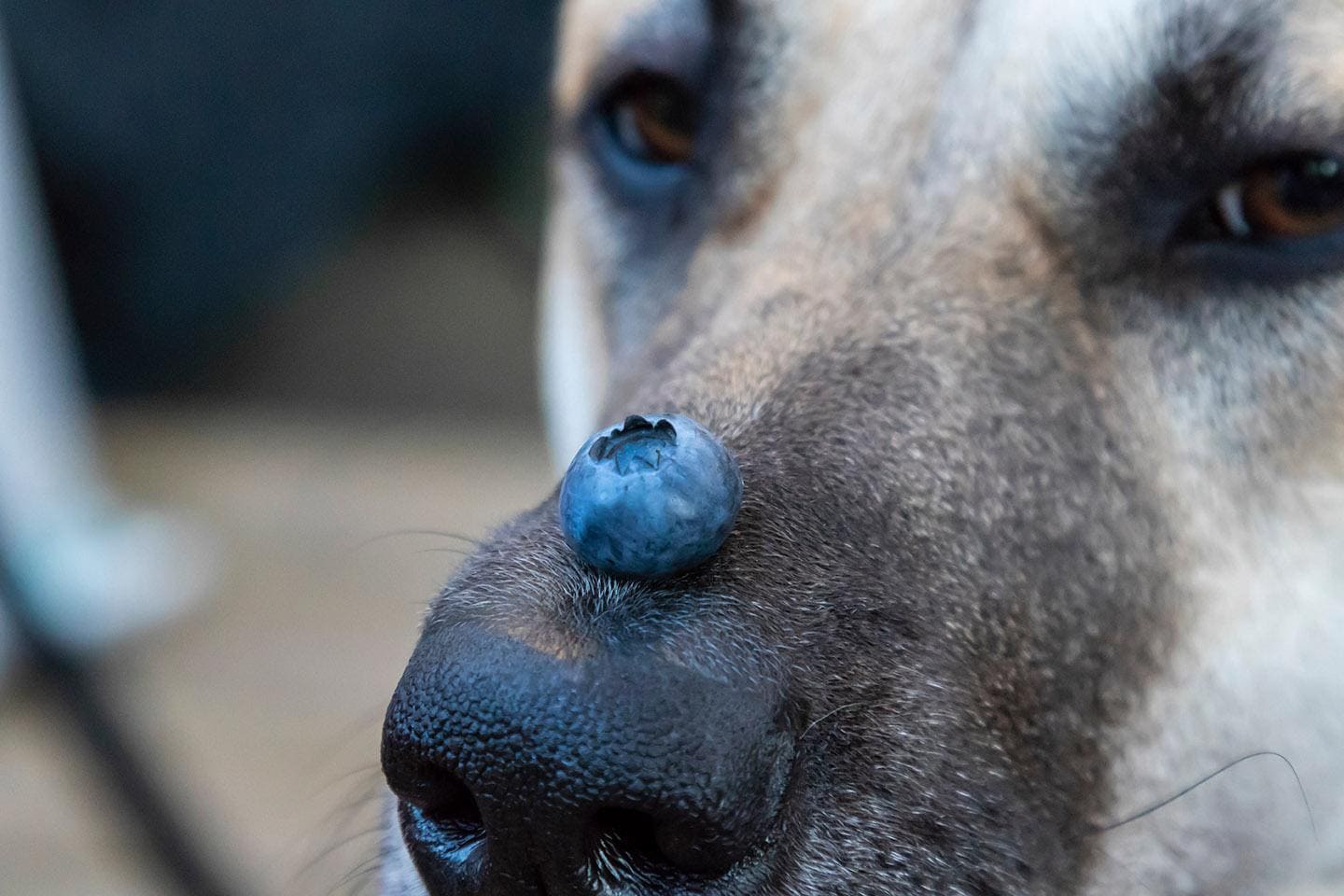 con chó với quả việt quất trên mũi