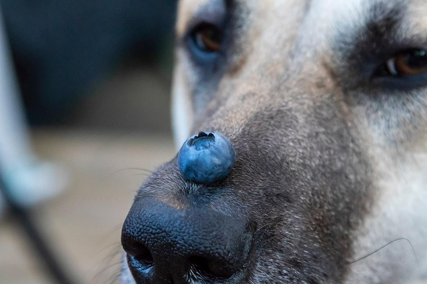 dog with blueberry on its nose