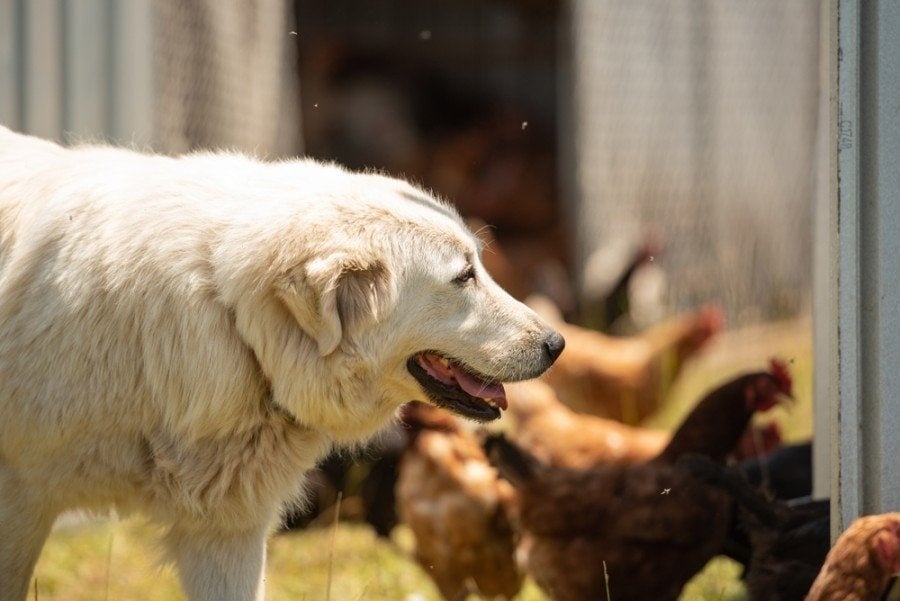 dog with chickens