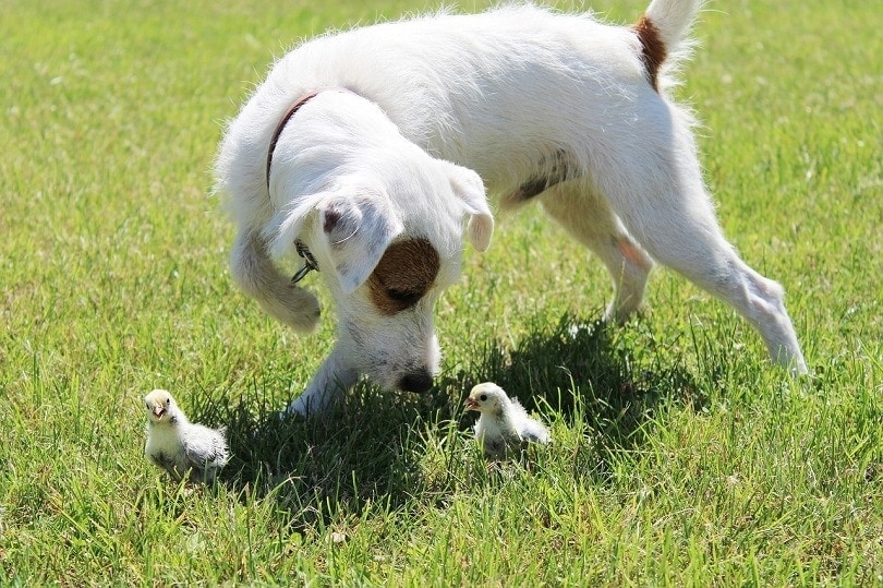 5 Ways to Train Your Dog to Stop Attacking Chickens | Hepper