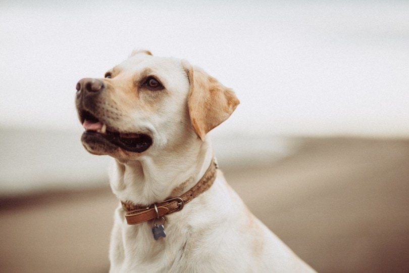 Dog Collar Styles for Every Dog