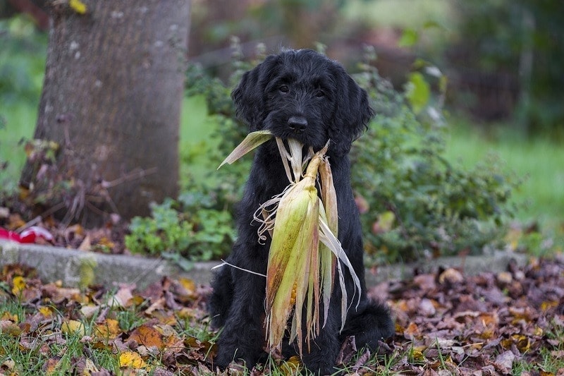 dog with corn cob dog ate a corn cobpixabay