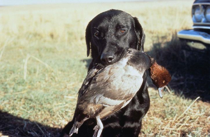 11 Best Duck Hunting Dog Breeds With Pictures Hepper
