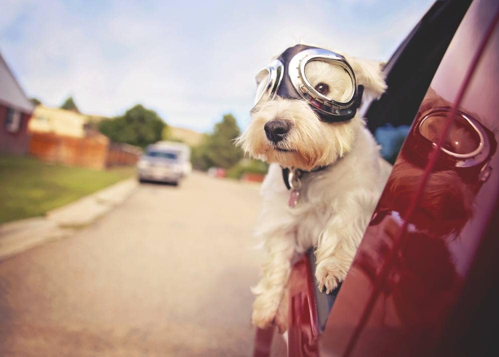 dog with goggles
