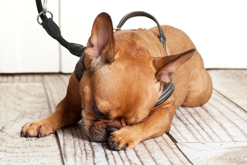 dog with leather leash punish_jenny sturm_shutterstock