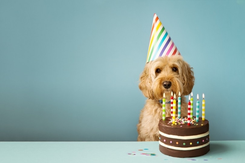 dog with party hat and birthday cake