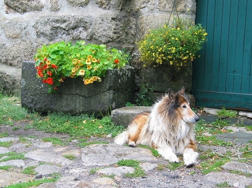 dog with pottted plants-pixabay2