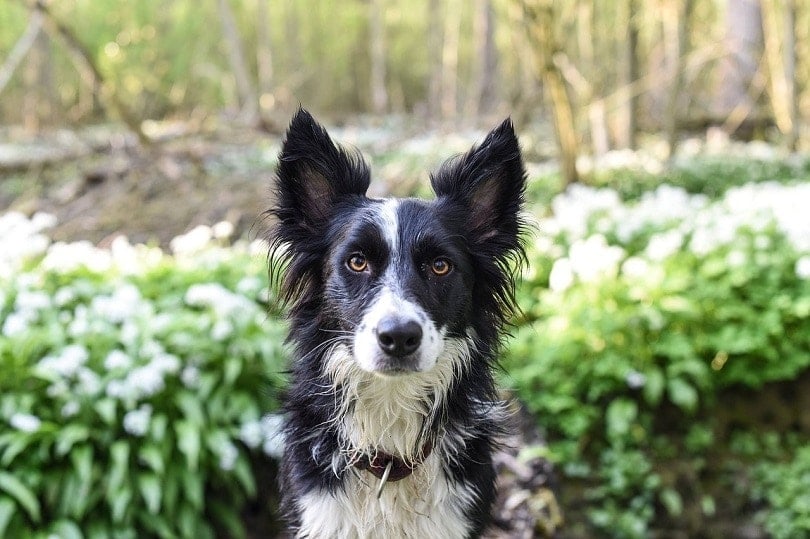 dog with pottted plants-pixabay5