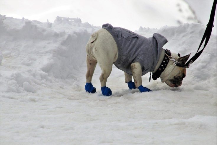 dog with snowshoes