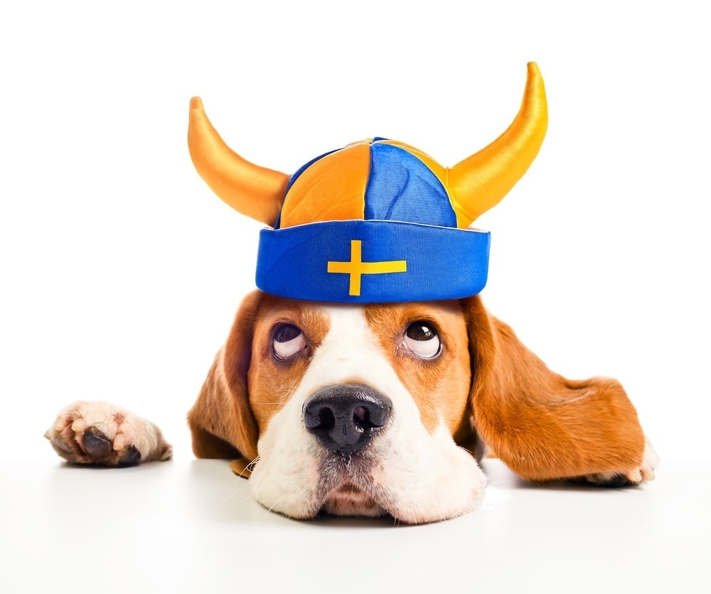 dog in swedish viking hat