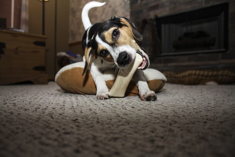 dog with nylabone treat