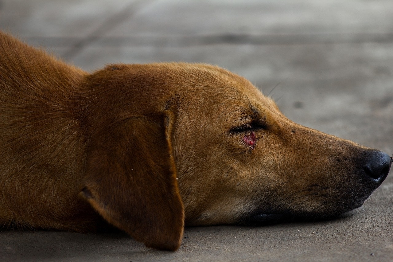 what happens when a dog scratches his eye