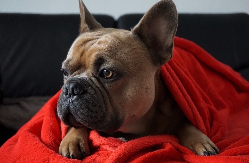 dog wrapped in a red blanket