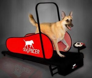 A dog on a dog treadmill