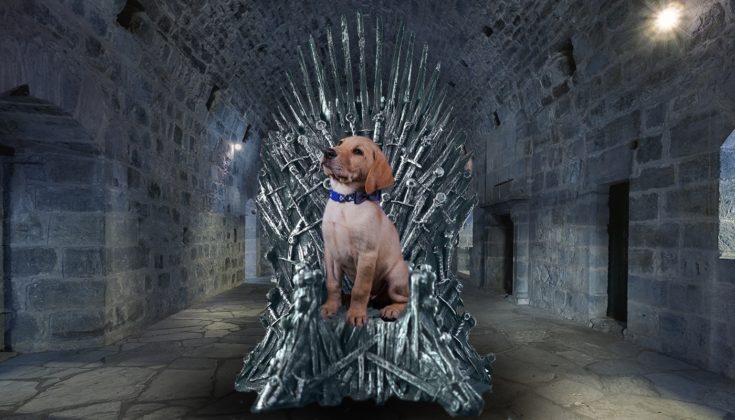 game of thrones dog