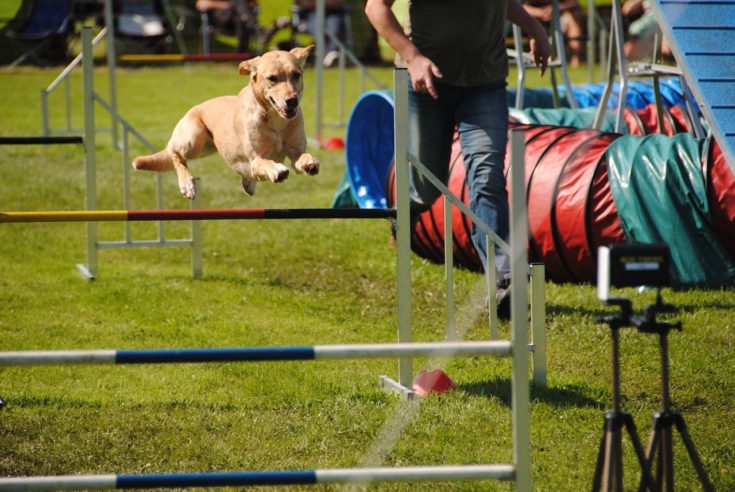 dog agility course