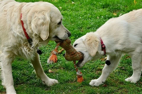 golden retriever playing