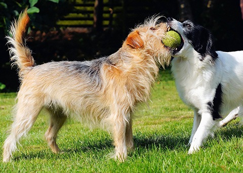 dogs playing ball