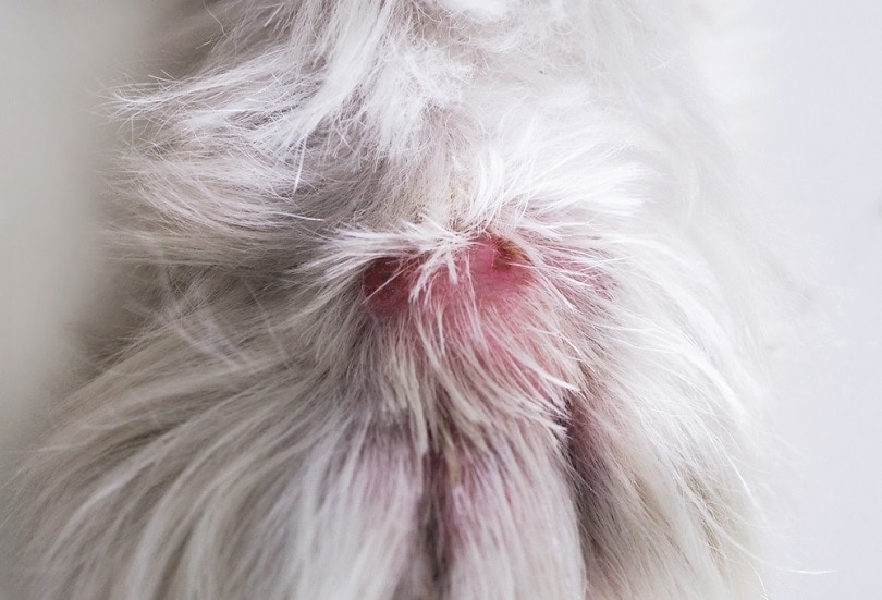 dogs-feet-After-being-bitten-by-a-snake_Kittimat05_shutterstock