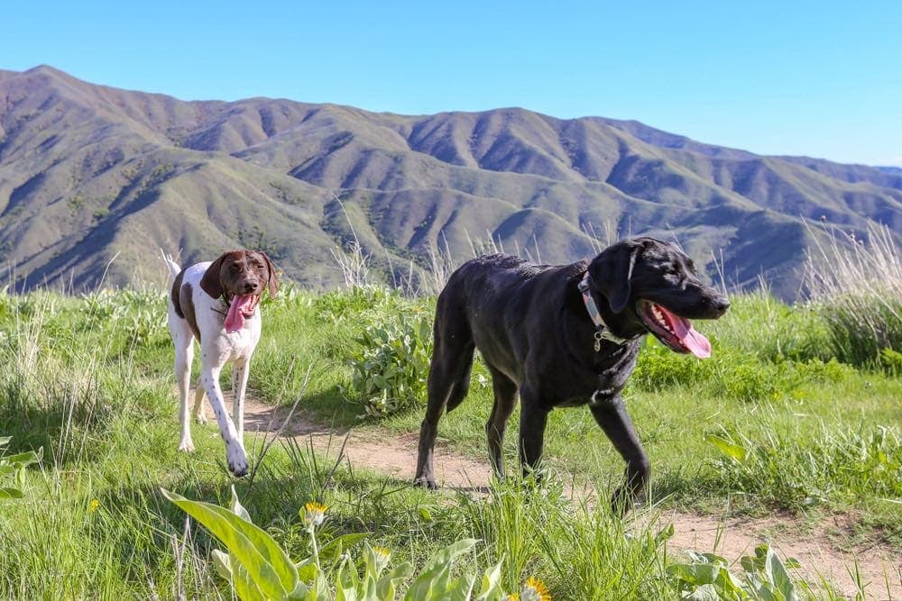 Dogs hiking in the Boise foothills, Idaho