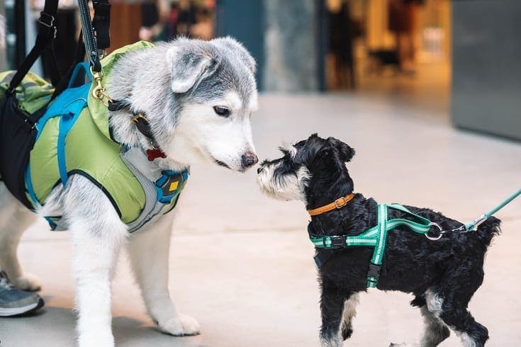 Are Dogs Allowed In Lowes 2020