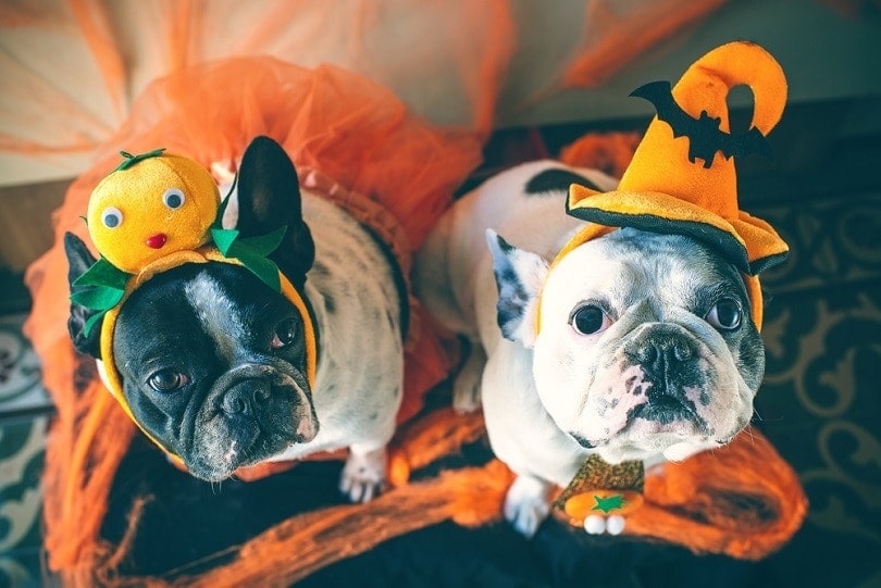 dogs in disguise for Halloween_Kikostock_shutterstock