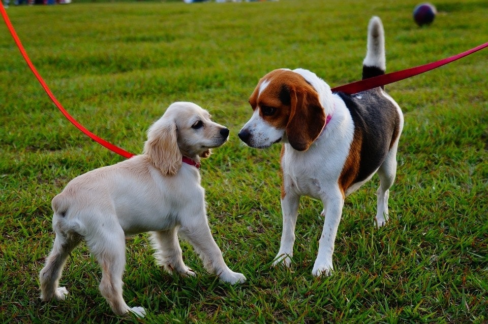 How to stop your dog deals lunging at other dogs