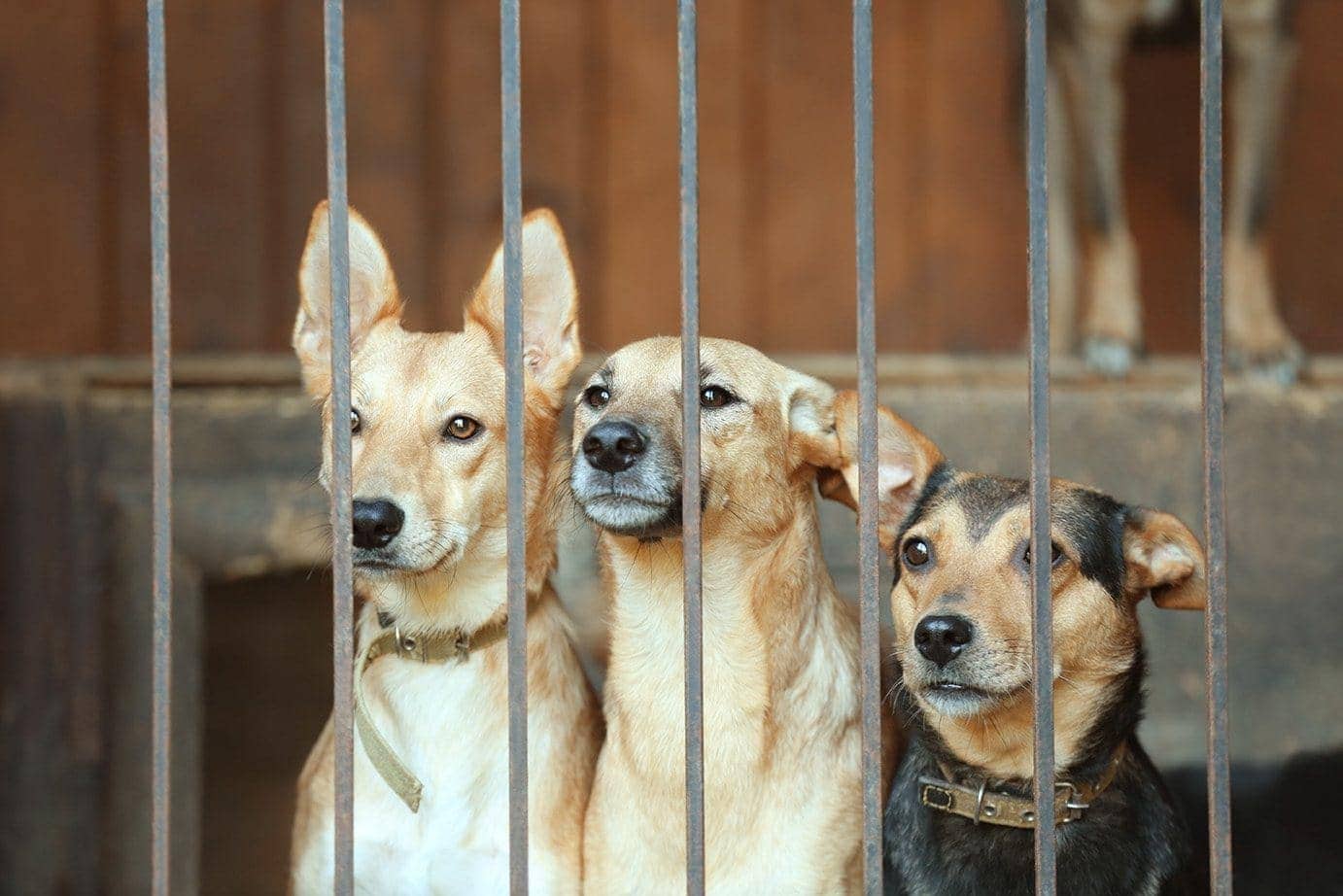dogs in the shelter