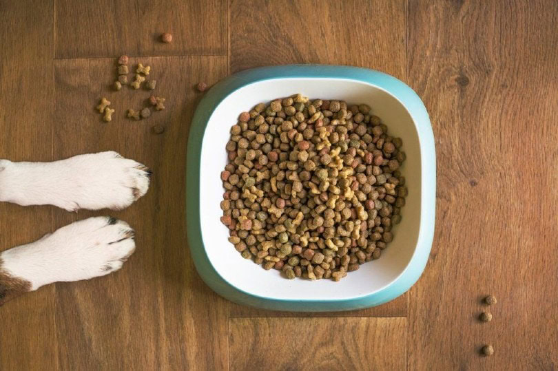 dog's paws beside his food