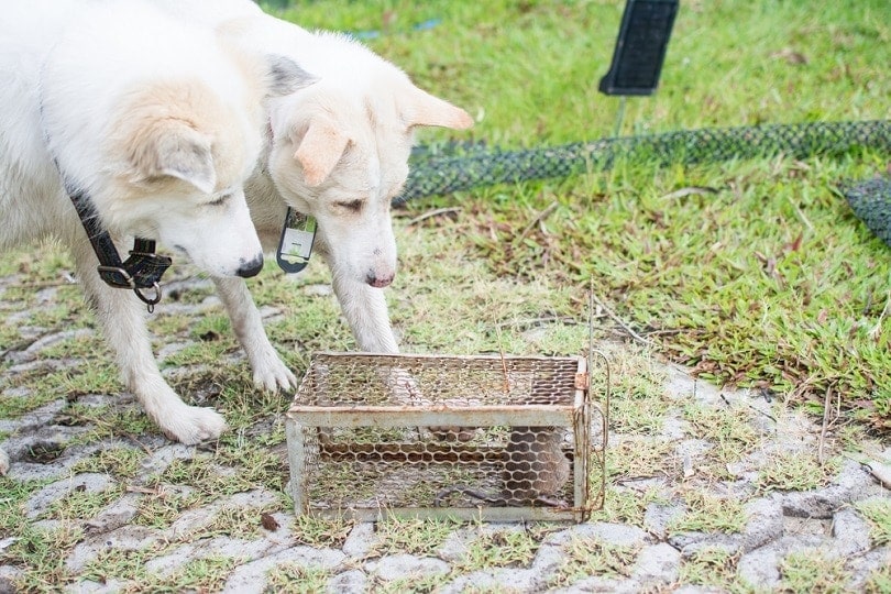 dogs-play-a-rat_Suwatchai-Pluemruetai_shutterstock