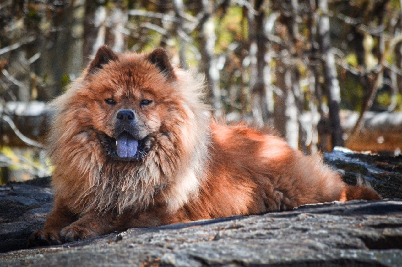 chow chow