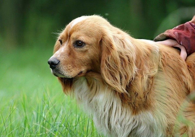 dog's unbreakable eye contact