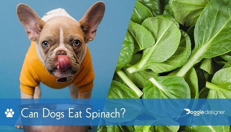 are cheese sticks bad for dogs